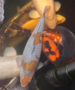 Zeer tamme ochiba, Karper of Koi