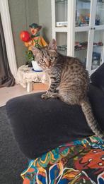 Kitten 3 maanden oud – laatste uit het nestje, Dieren en Toebehoren, Katten en Kittens | Raskatten | Korthaar, Kater