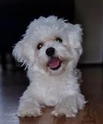 Dekreu, Dieren en Toebehoren, Honden | Dekreuen, Rabiës (hondsdolheid), Reu, 1 tot 2 jaar, Eén hond
