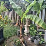 Grote bananenplant in kuip winterhard😍, Ophalen, Zomer, Overige soorten, Volle zon