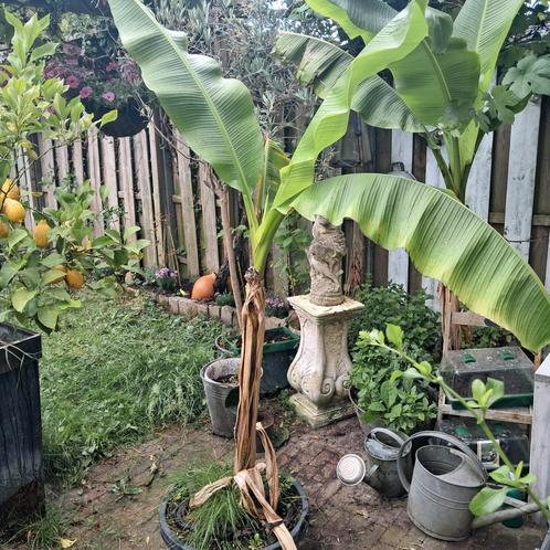 Grote bananenplant in kuip winterhard😍, Tuin en Terras, Planten | Tuinplanten, Overige soorten, Volle zon, Zomer, Ophalen