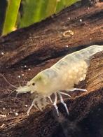 Snowball Ghost Neocaridina Garnalen, Dieren en Toebehoren, Vissen | Aquariumvissen, Kreeft, Krab of Garnaal