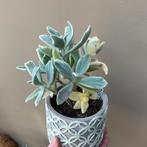 Kalanchoe Tomentosa Dinklagei Variegated, Ophalen of Verzenden, Vetplant, Halfschaduw, Minder dan 100 cm