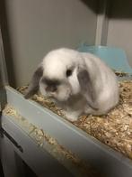Minilop konijn, Dieren en Toebehoren, Konijnen, Mannelijk, Dwerg, Hangoor, 0 tot 2 jaar