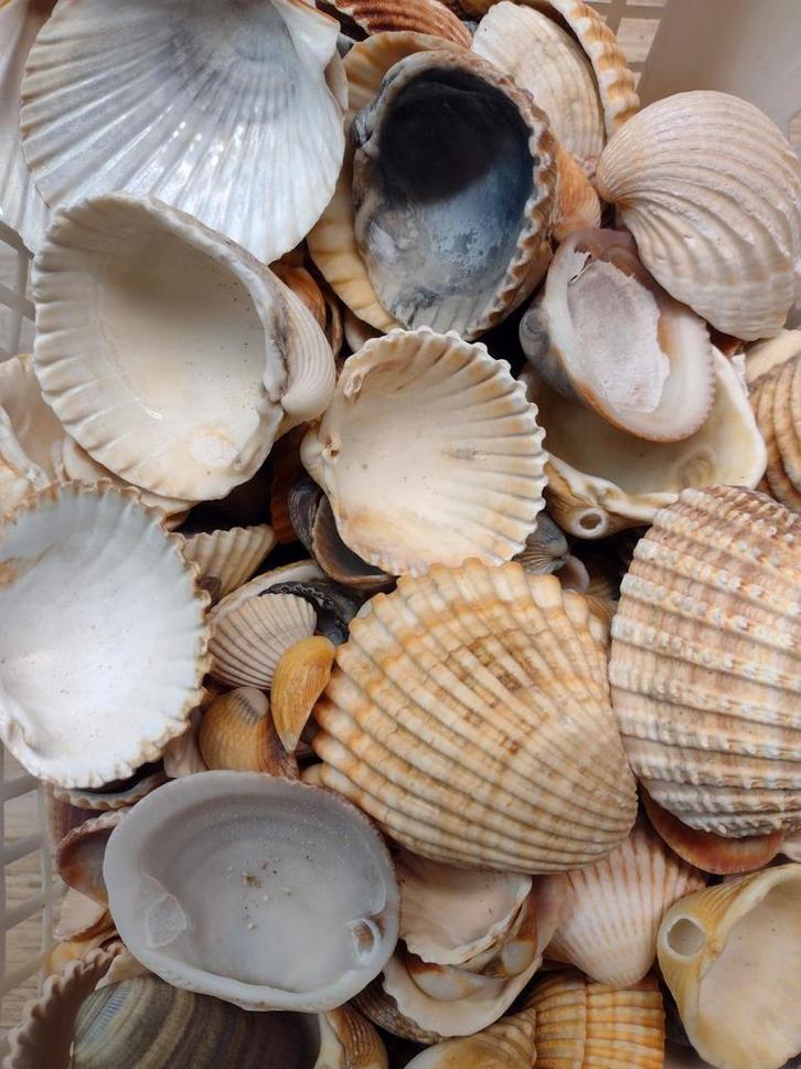 schelpen per 1 kg. no. 11, Hobby en Vrije tijd, Knutselen, Nieuw, Materiaal, Ophalen