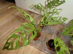 plantenset monstera oblique Peru en var, Huis en Inrichting, Kamerplanten, Overige soorten, In pot, Minder dan 100 cm, Groene kamerplant