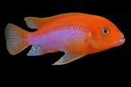 Malawi Cichliden: Labidochromis hongi Sun Flower, Vis, Zoetwatervis