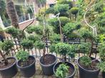 Juniperus chin bleu vormsnoei, Tuin en Terras, Ophalen, Zomer, Volle zon