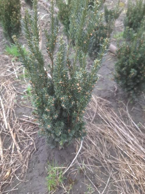 Taxus media 'Hillii  perceelsopruiming, Tuin en Terras, Planten | Struiken en Hagen, Haag, Taxus, Minder dan 100 cm, Ophalen