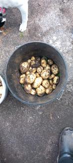 Aardappel Frieslanders 1,25 per kg. 5 kilo 6 euro, Diversen, Levensmiddelen, Ophalen