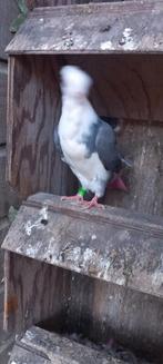 Meeuwtje zuiver, Dieren en Toebehoren, Vogels | Duiven, Geslacht onbekend