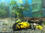 Zwarte garnalen (black rose), Dieren en Toebehoren, Vissen | Aquariumvissen, Kreeft, Krab of Garnaal