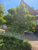 Oude fruitboom stoofpeer mooie vorm, Tuin en Terras, Planten | Bomen, Ophalen, Overige soorten