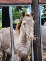 Champagne Quarter Horse, Dieren en Toebehoren, Pony's, Merrie, E pony (1.48m - 1.57m), 0 tot 2 jaar