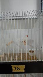 Witte zebravinken mannen, Dieren en Toebehoren, Vogels | Overige Vogels, Mannelijk, Tropenvogel, Geringd