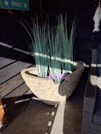 Grote schelpen pot met nepplanten, 40 cm of meer, Verzenden, Tuin, Zo goed als nieuw