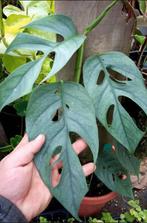 Epipremnum cebu blue stekjes, Ophalen of Verzenden, Halfschaduw, Minder dan 100 cm