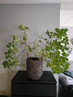 Clusia Rosea Princess plant, Ophalen, Overige soorten, Halfschaduw, Minder dan 100 cm