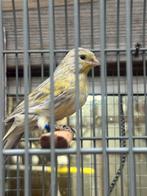Geel agaat pop, Dieren en Toebehoren, Vogels | Kanaries, Vrouwelijk, Kleurkanarie