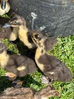Jonge Eendjes te koop!, Dieren en Toebehoren, Eend