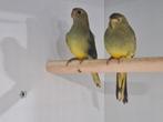 Koppel Blauwvleugel Parkieten, Dieren en Toebehoren, Vogels | Parkieten en Papegaaien, Meerdere dieren, Parkiet, Geringd