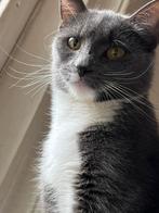 Lieve grijs witte dame zoekt liefdevol huis, Dieren en Toebehoren, Katten en Kittens | Overige Katten, Poes, Kortharig, 0 tot 2 jaar