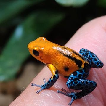 De mooiste gifkikkers uit eigen kwekerij, bezoek op afspraak beschikbaar voor biedingen