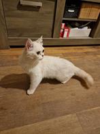 Britse korthaar, Dieren en Toebehoren, Katten en Kittens | Raskatten | Korthaar, Poes