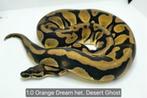 1.0 Orange Dream het. Desert Ghost, Slang, Tam, 3 tot 6 jaar