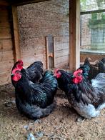 Orpington kriel haan zwart, Dieren en Toebehoren, Pluimvee, Mannelijk, Kip