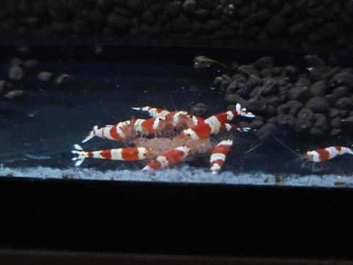 Crystal red garnalen volwassen 10+2 gratis, Dieren en Toebehoren, Vissen | Aquariumvissen, Kreeft, Krab of Garnaal