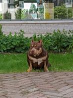 American bully micro, Dieren en Toebehoren, Honden | Bulldogs, Pinschers en Molossers, Particulier, Rabiës (hondsdolheid), 15 weken tot 1 jaar