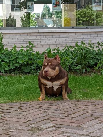 American bully micro beschikbaar voor biedingen