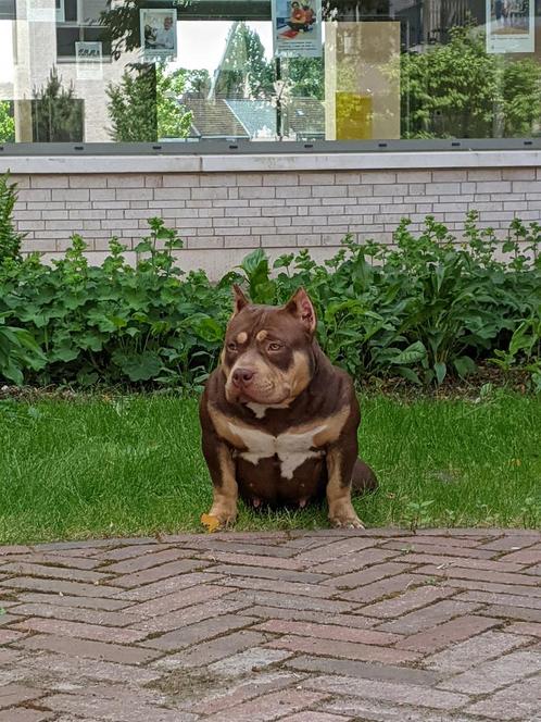 American bully micro, Dieren en Toebehoren, Honden | Bulldogs, Pinschers en Molossers, Teef, Overige rassen, Particulier, Eén hond