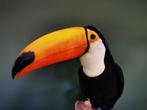 Opgezette Toekan Ramphastos Toco, Verzamelen, Dierenverzamelingen, Ophalen of Verzenden, Nieuw, Vogel, Opgezet dier