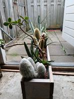 Plantenbak met 14 Cactussen, Tuin, Minder dan 30 cm, Ophalen of Verzenden, Zo goed als nieuw