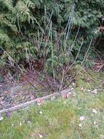 Biologische rode aalbessen bessenstruik 5 jaar oud, Ophalen, Volle zon, Vaste plant, Fruitplanten