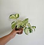 Epipremnum Manjula Happy Leaf 1, Huis en Inrichting, Kamerplanten, Ophalen of Verzenden, Overige soorten, Minder dan 100 cm