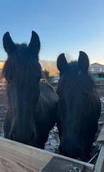 Paarden verzorgster gezocht Fries paard, Dieren en Toebehoren, Ophalen of Verzenden
