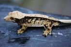 wimpergekko crested gecko man, Hagedis, 0 tot 2 jaar