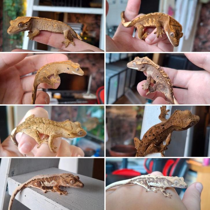 Last call voor Houten | 8 jonge wimpergekko's/crested geckos