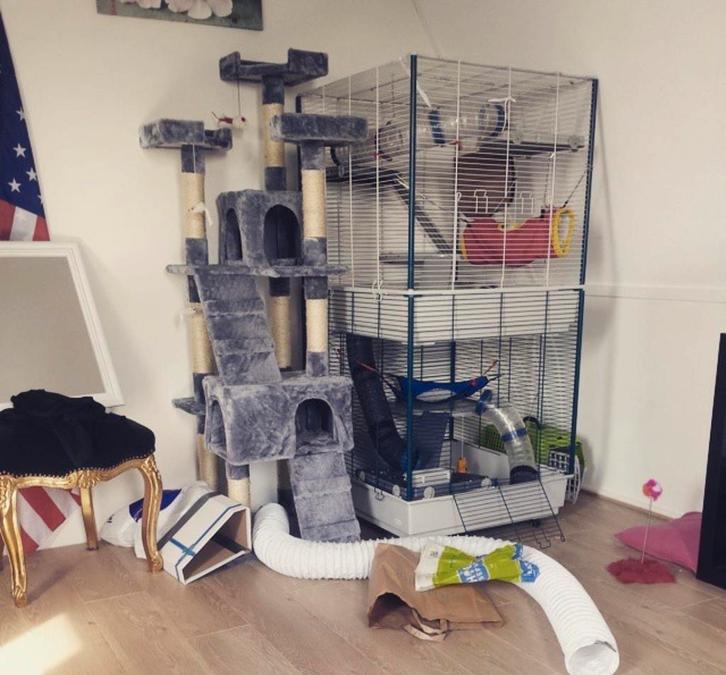 Aangeboden Fretten for everhome en of vakantieadres, Dieren en Toebehoren, Knaagdieren, Geslacht onbekend, Fret, December