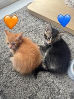 Maine coon kittens, Meerdere dieren, 0 tot 2 jaar