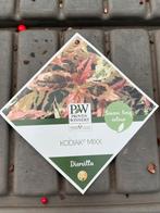 Diervilla Kodiak Mixx (3 voor €10), Tuin en Terras, Planten | Tuinplanten, Ophalen, Overige soorten, Volle zon