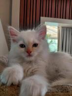 Lieve pers ragdoll kitten, Kater, Gechipt, 0 tot 2 jaar