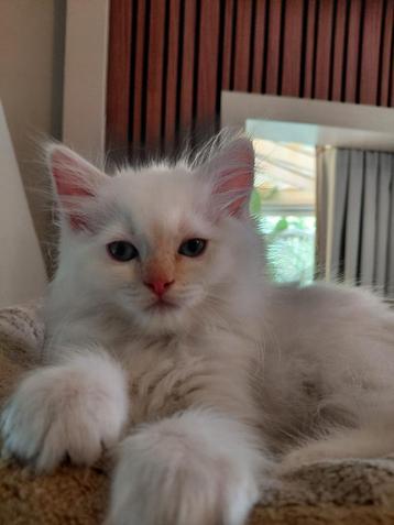 Lieve pers ragdoll kitten  beschikbaar voor biedingen
