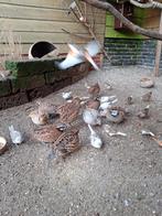 Verginische boomkwartel, Dieren en Toebehoren, Meerdere dieren