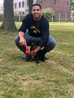 Verkopen een pubby, Dieren en Toebehoren, Honden | Niet-rashonden, 15 weken tot 1 jaar, Reu, Eén hond, Middel