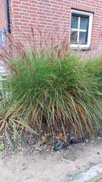 Gratis siergras, Tuin en Terras, Planten | Tuinplanten, Ophalen, Siergrassen, Volle zon