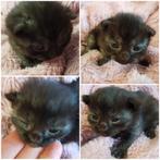Super lieve Kitten zoekt een thuis 🐈, Dieren en Toebehoren, Katten en Kittens | Overige Katten, Kater, Kortharig, 0 tot 2 jaar